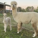 alpaca for sale