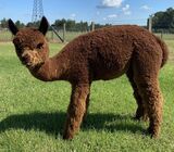 alpaca for sale