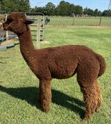 alpaca for sale