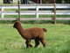 2013 cria