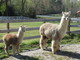 2013 cria & his sire