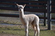 alpaca for sale