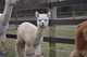 alpaca for sale