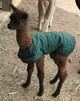 alpaca for sale