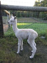 alpaca for sale