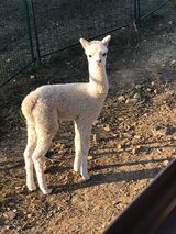 alpaca for sale