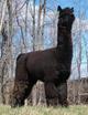 Grandsire - MFI Peruvian Black Mesquite