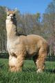 G.Great Grandsire - PPPeruvian Royal Fawn