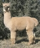 Great Grandsire - Victor's Hemiaccoyo Casanova