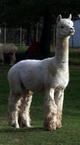 G.Great Grandsire - Peruvian Bueno