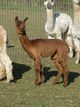 Carpe Diem Alpacas's Lexxuss as a cria