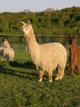 Lexxuss's Sire: Carpe Diem Alpacas's Vashti's Flash