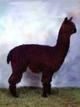 Cale's Sire: Cantano's Peruvian Claytonite