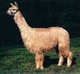 Sire: WRSR Accoyo Razor