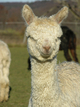 Ciara's 1st Cria: CDA's Peruvian Royal