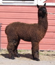 alpaca for sale