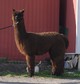 alpaca for sale