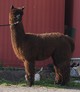 alpaca for sale