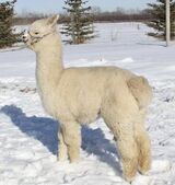 alpaca for sale