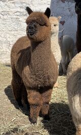 alpaca for sale