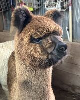 alpaca for sale