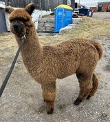 alpaca for sale