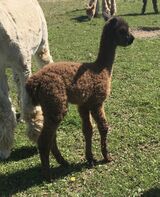 alpaca for sale