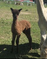 alpaca for sale