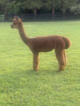 alpaca for sale