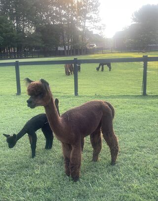 alpaca for sale