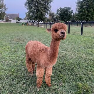 alpaca for sale