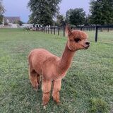 alpaca for sale