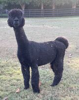 alpaca for sale