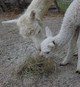 Trying the hay with Grandma