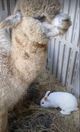 Gentle giant doesn't mind sharing his hay with his little rabbit friend