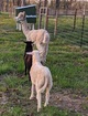 Cheerio leading the lambs around