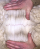 Abraxas's fleece, February 2021