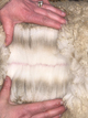 Great-Neice/Paternal Sister: CCNF Electra's fleece, February 2021