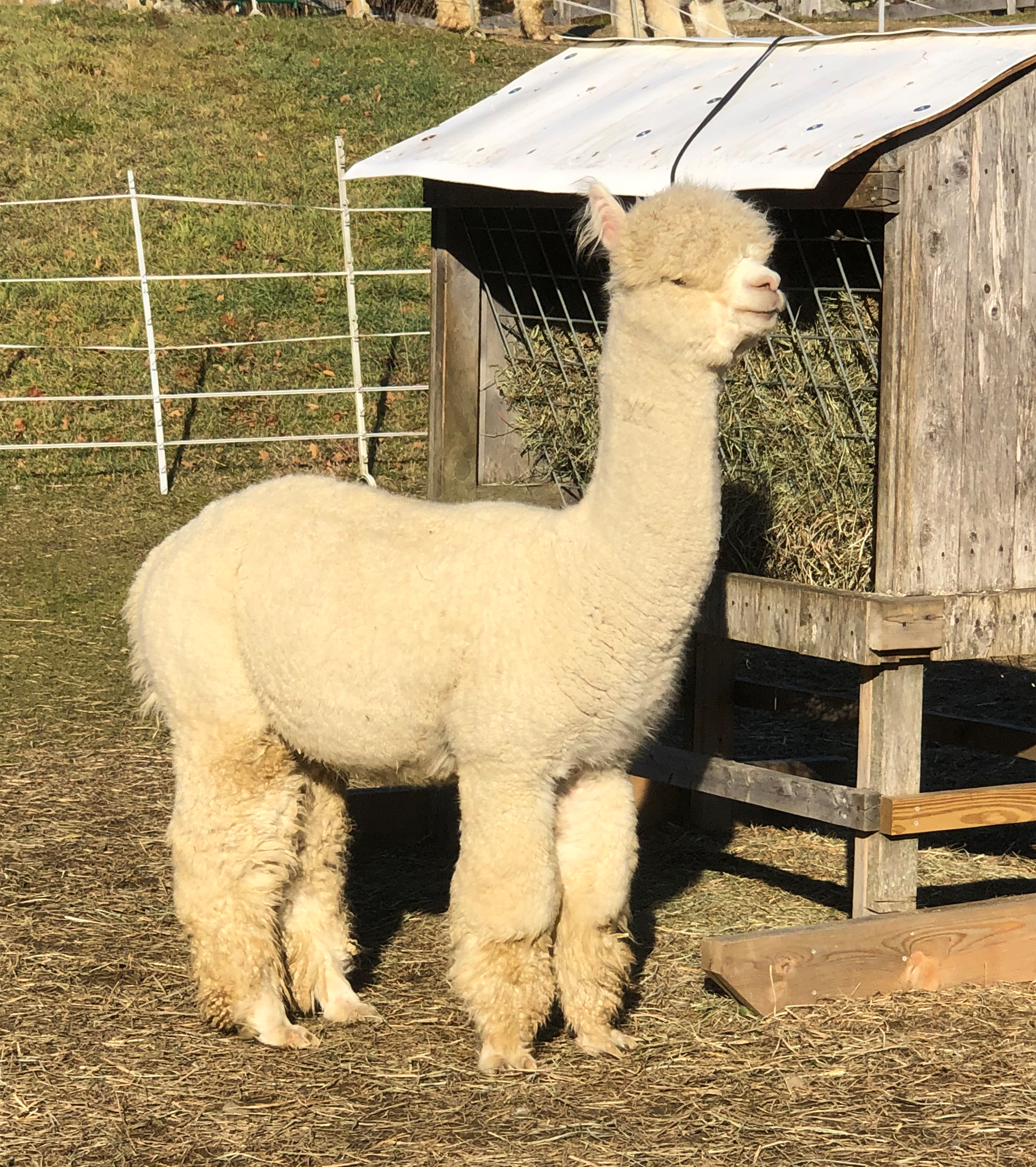 CCNF Snow King, sire of female cria at side. 