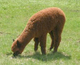 Lakshmi as a cria.