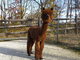 first cria, big winning Xxxtreme Freedom!