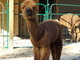 2015 Cria, Romulus, with his ears back