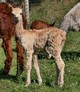 9/13 cria - 12 days old