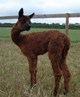 CHOLOLATE GANACHE (DECEASED), SWIRL'S 1ST CRIA BY ACCOYO AMERICA HELIX