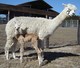 MAISY & 1ST CRIA ALA MODE