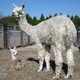 GLORY'S MOM MAISY & HER FIRST CRIA ALA MODE