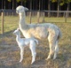 CAPPUJEANOH! FUDGE'S FIRST CRIA