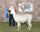 VANILLA - SERVICE SIRE FOR 2014 CRIA