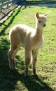 Bernie as a Cria - Dense, Fine Fiber!