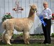 2014 MI Breeders Show - Bernie in Blue